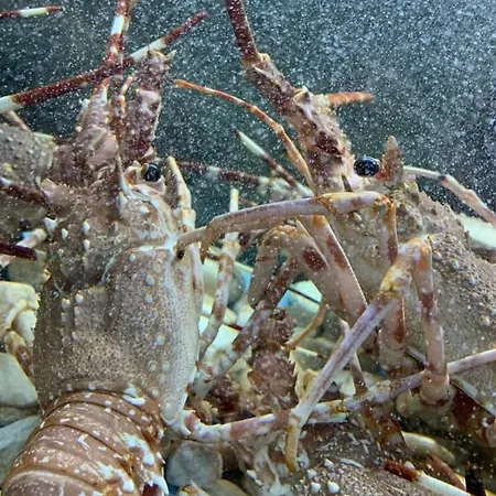 Lido San Giovanni Appartamento Gallipoli