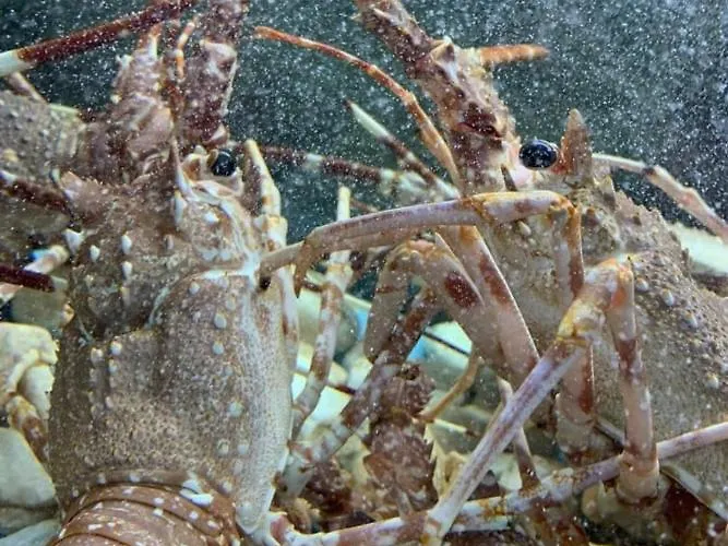 Lido San Giovanni Apartman Gallipoli